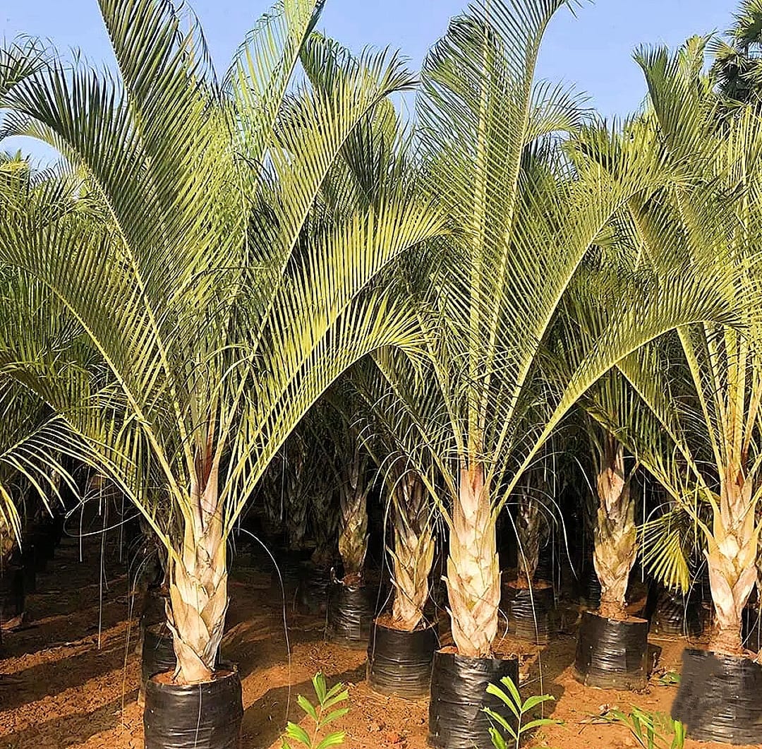 Triangle Palm ( Decaryi ) - Image 3