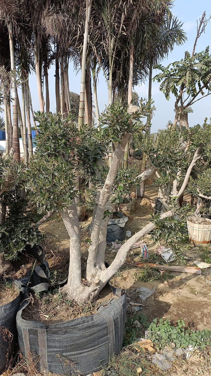 Olive Tree - Image 4