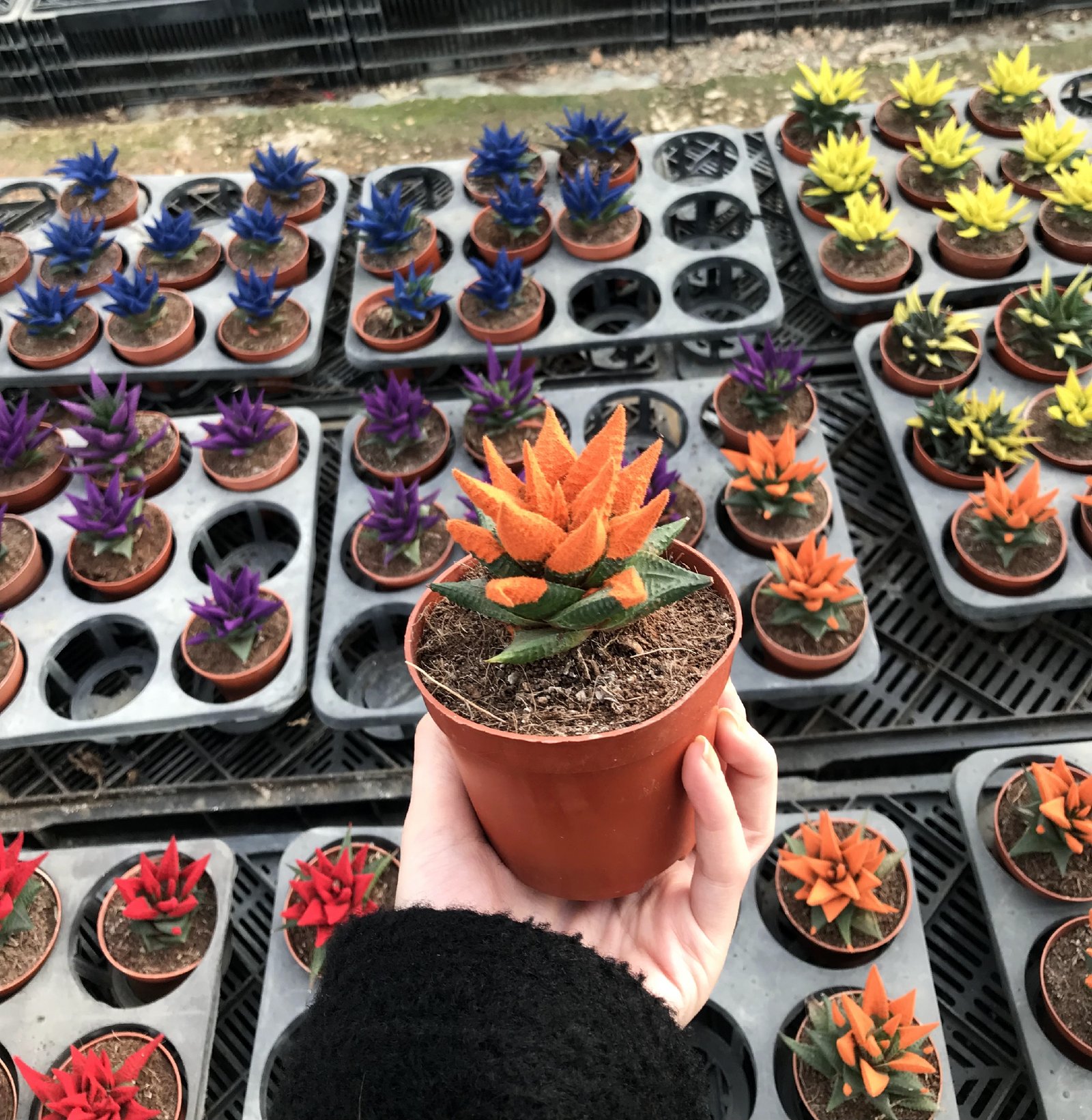 Color Cactus  - Image 5