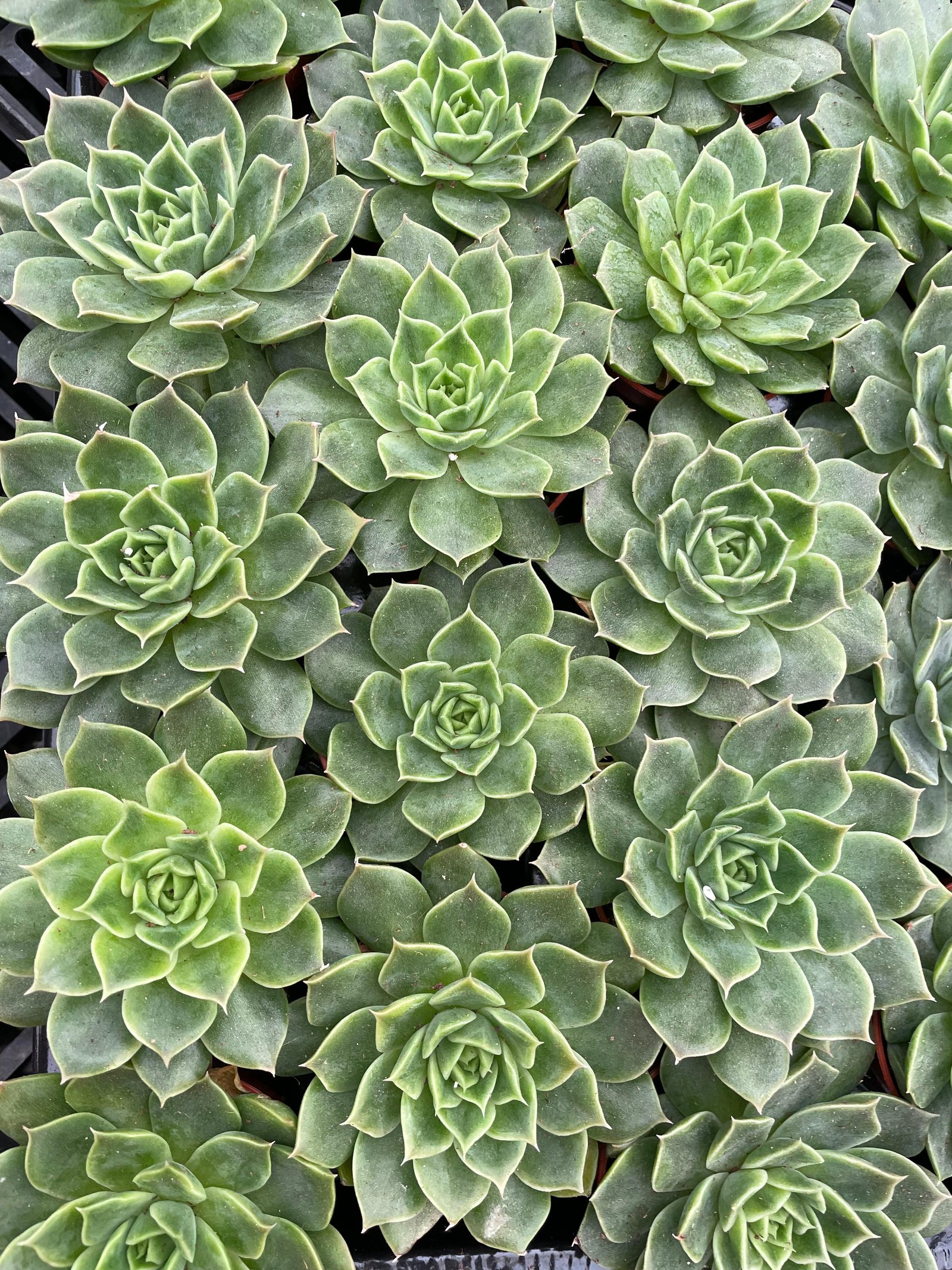 Echeverias Cactus - Shape 1 - Image 1