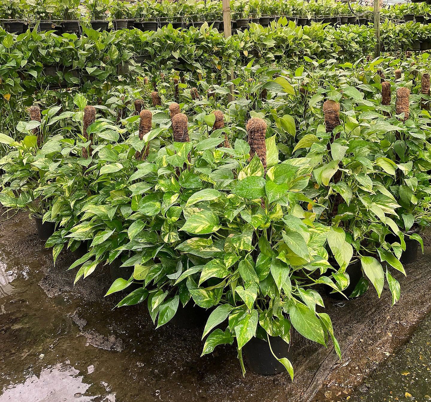   Golden Pothos Stick - Image 2