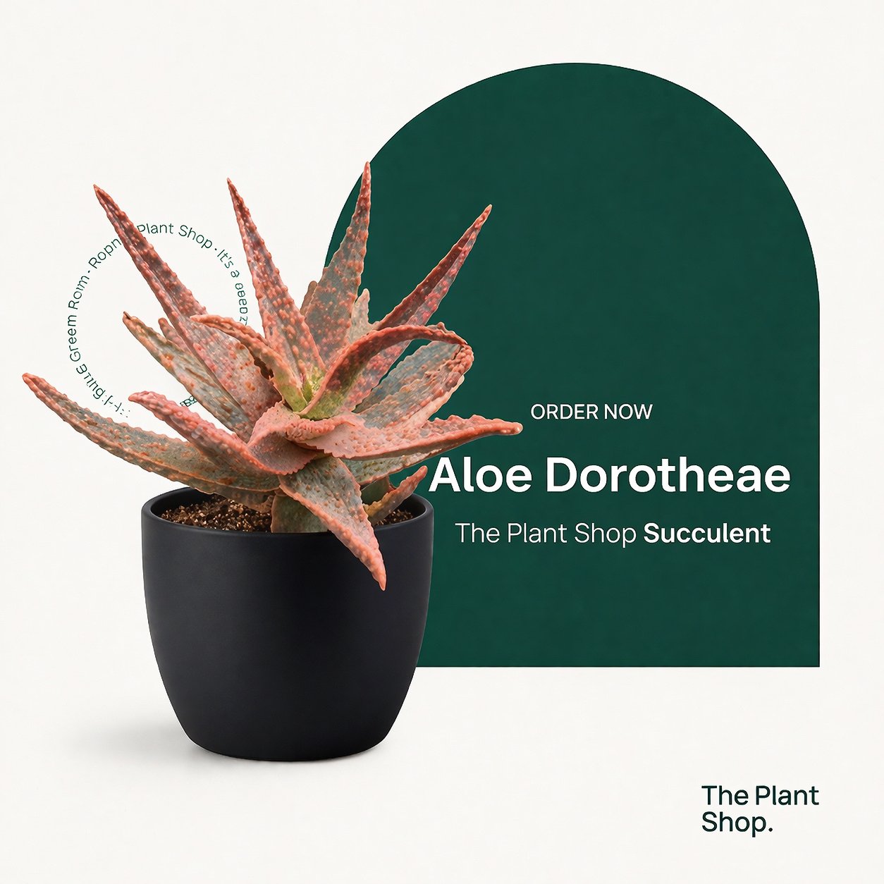 Aloe Dorotheae - Image 1