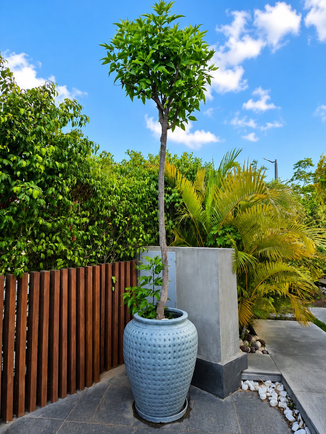 Tecoma Tree  - Image 2