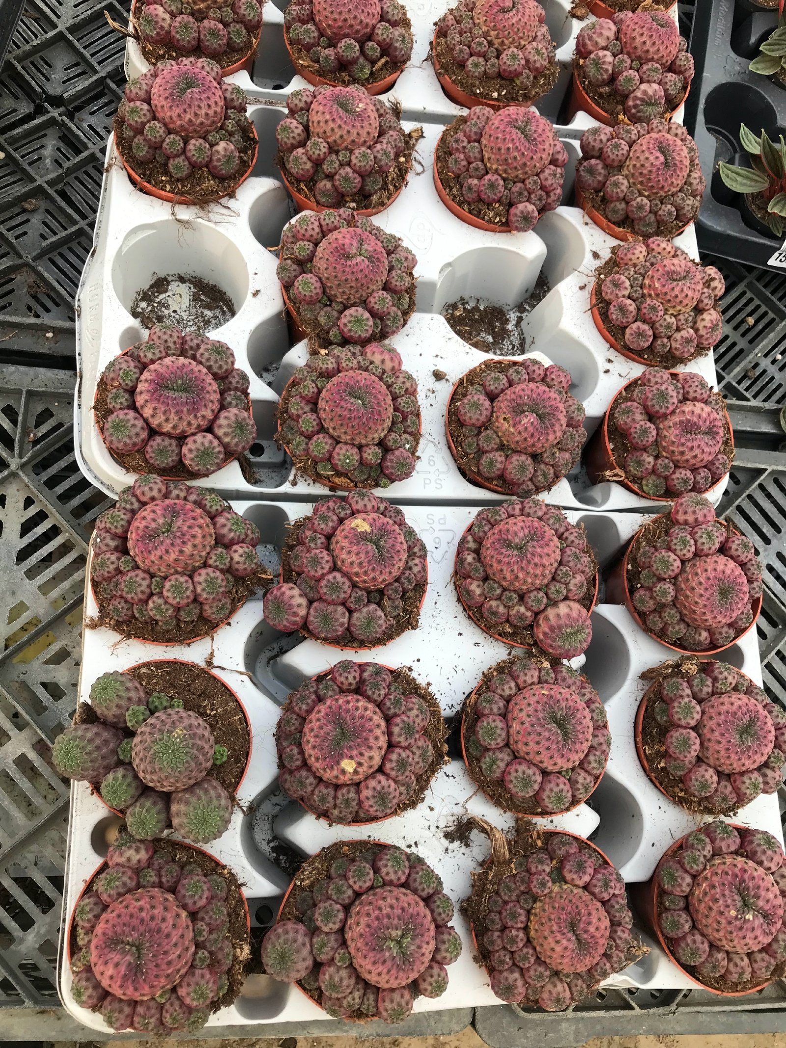 Sulcorebutia Rauschii - Image 4