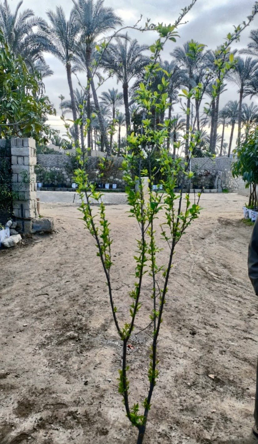  Yellow Plum Tree - Image 2