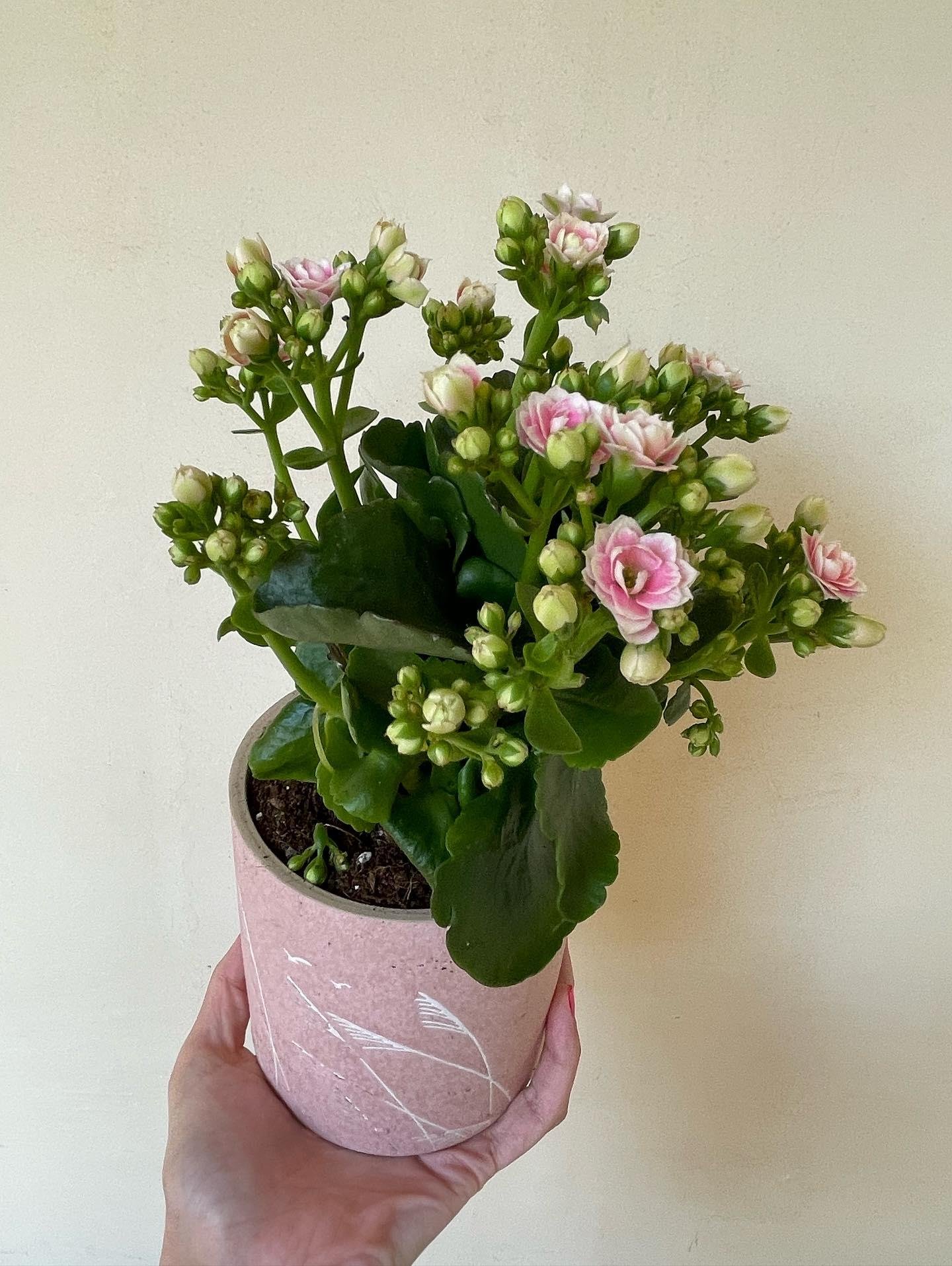 Florist Kalancheo - Image 6