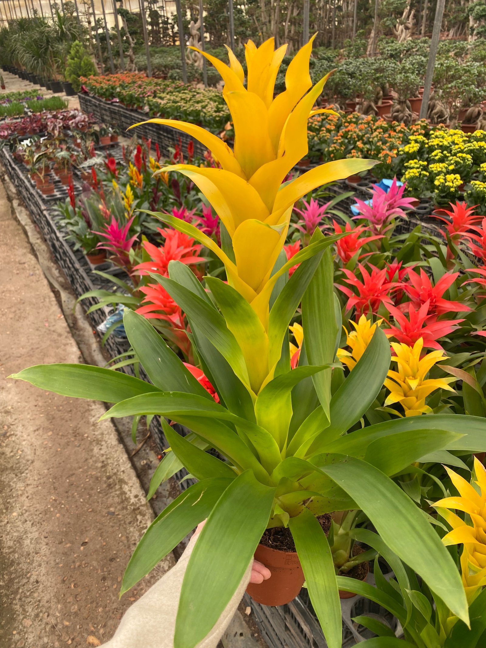Guzmania - Image 2