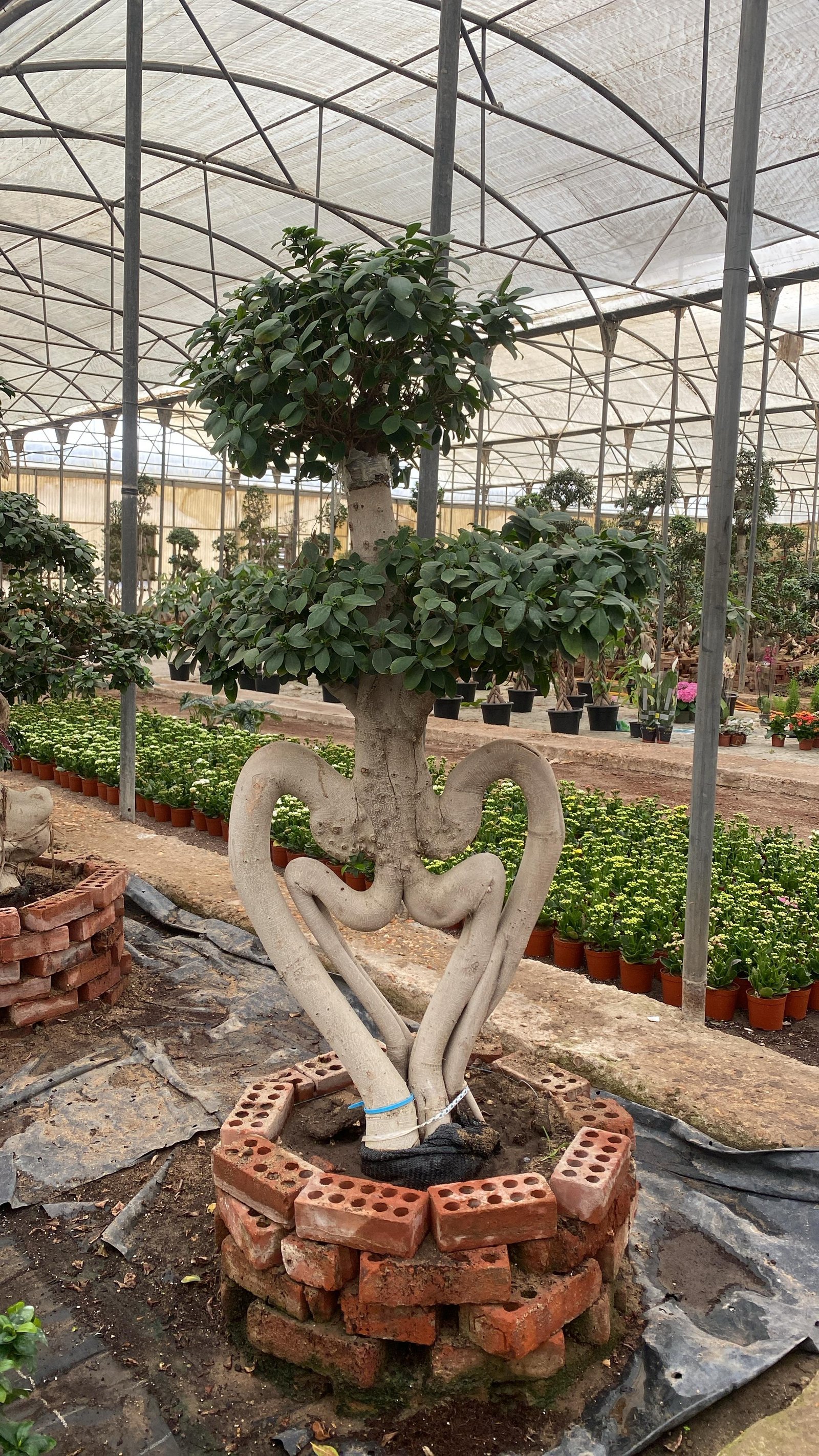 BONSAI TREE - CUPID (1.5m) - Image 1