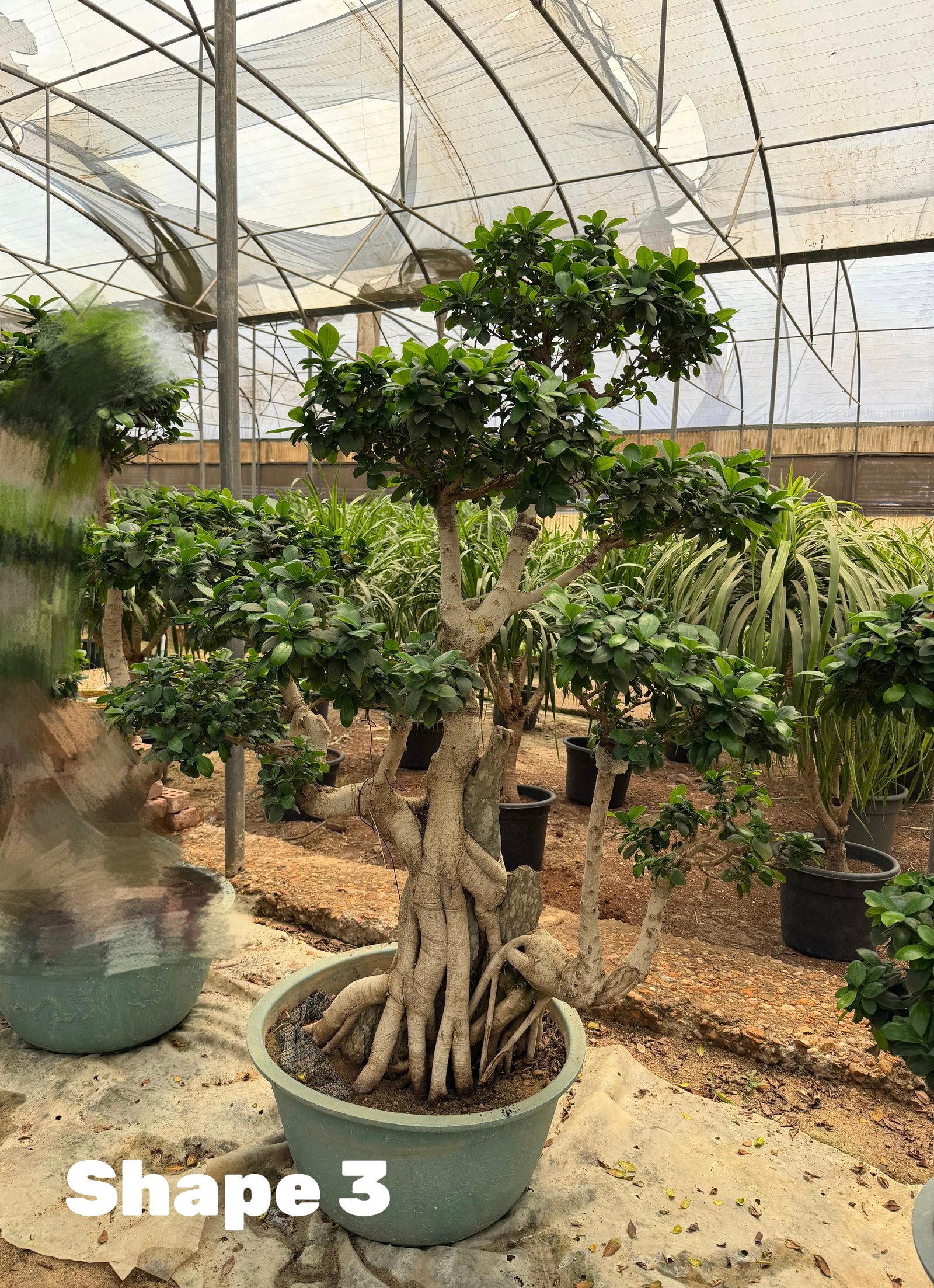 Bonsai Shape 3 - Image 1