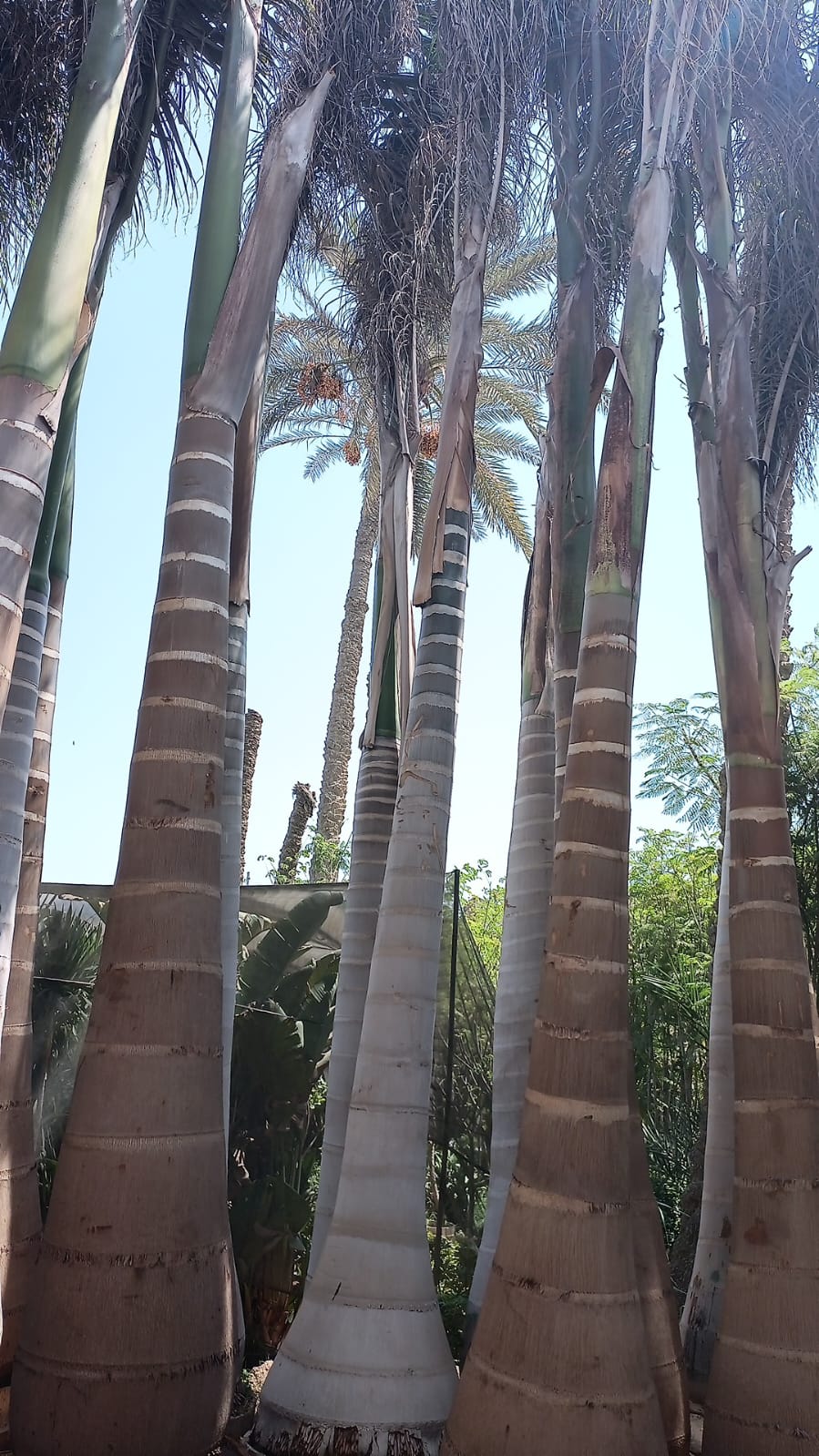 FoxTail Palm - Image 6