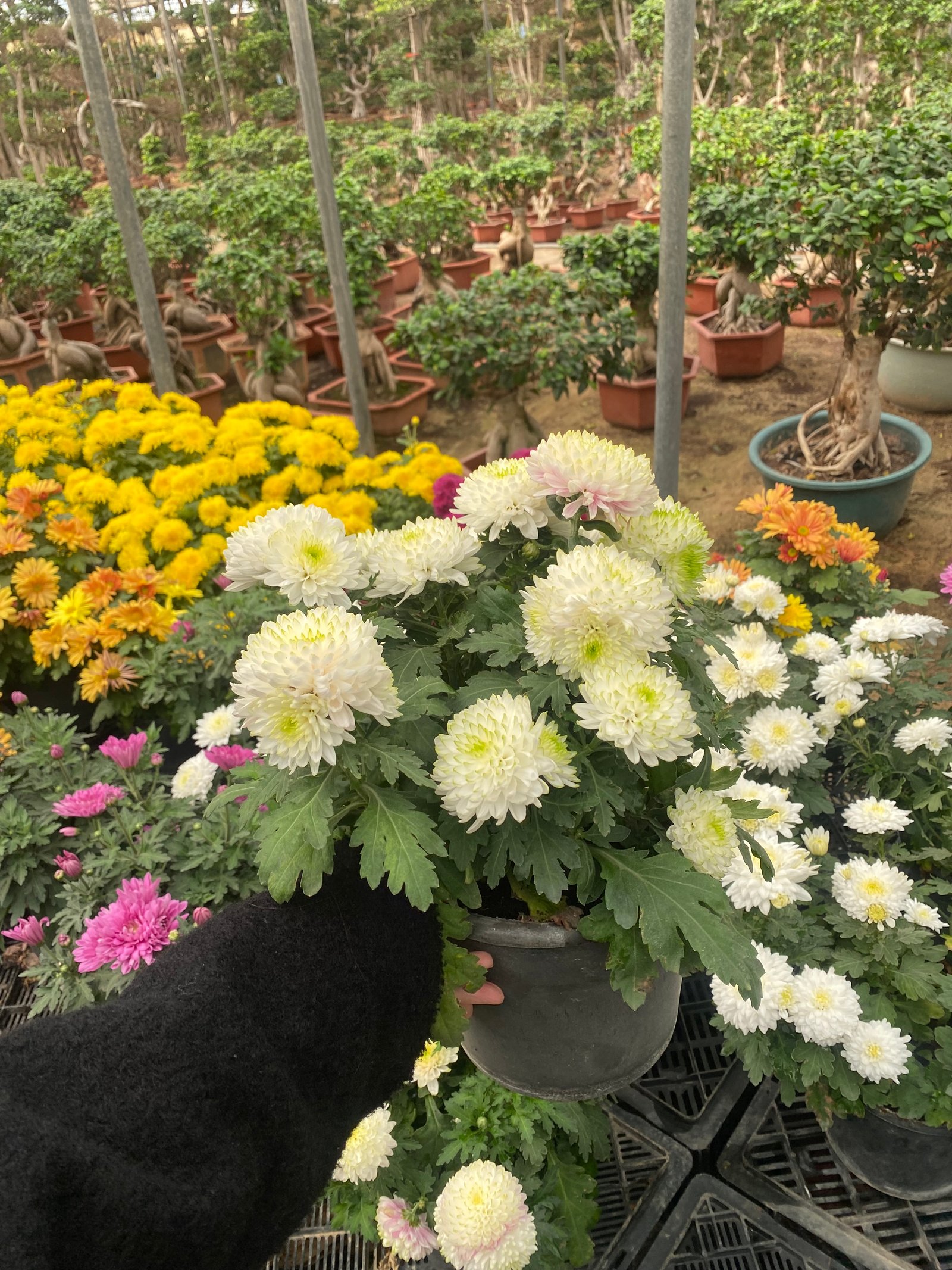 Chrysanthemum  - Image 3