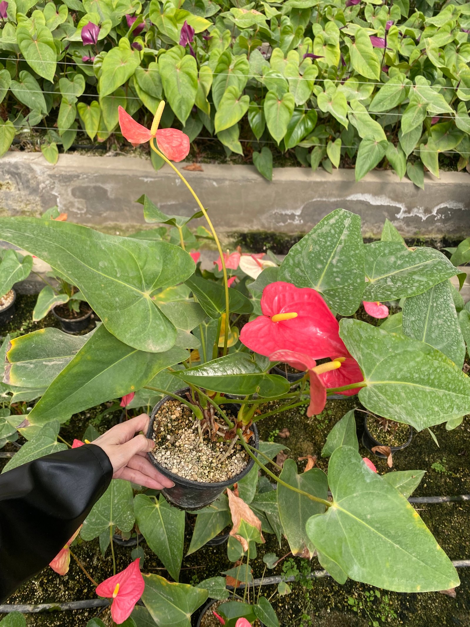 Anthurium - Image 6