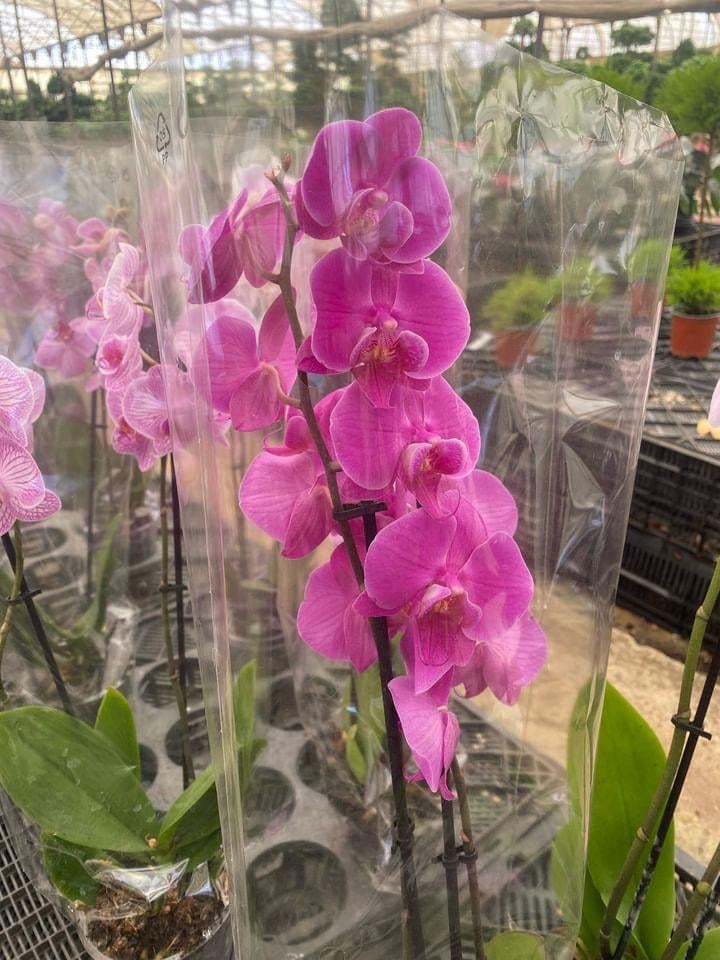 Royal Orchids - Image 13