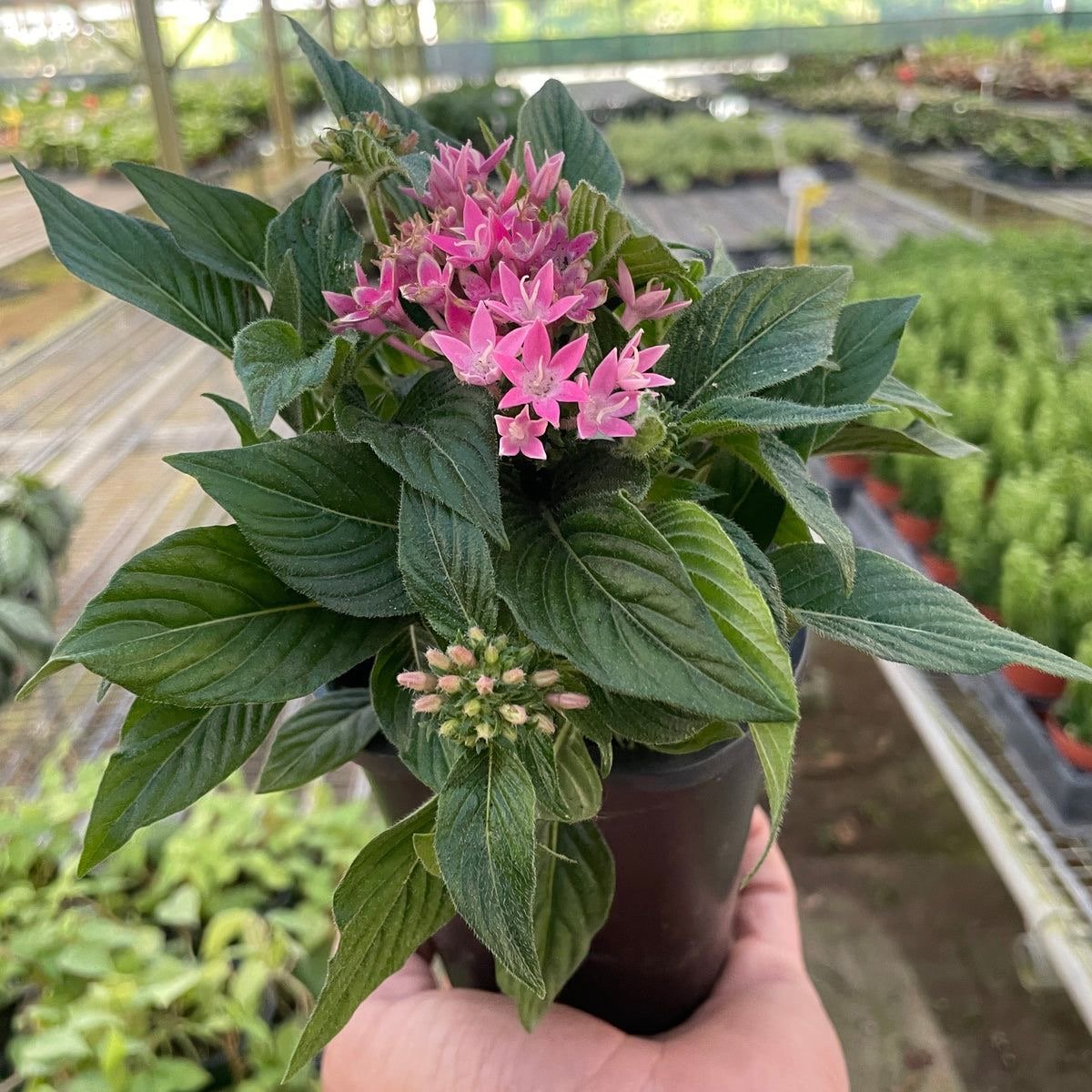 Egyptian Star Flower ( Pentas ) - Image 3