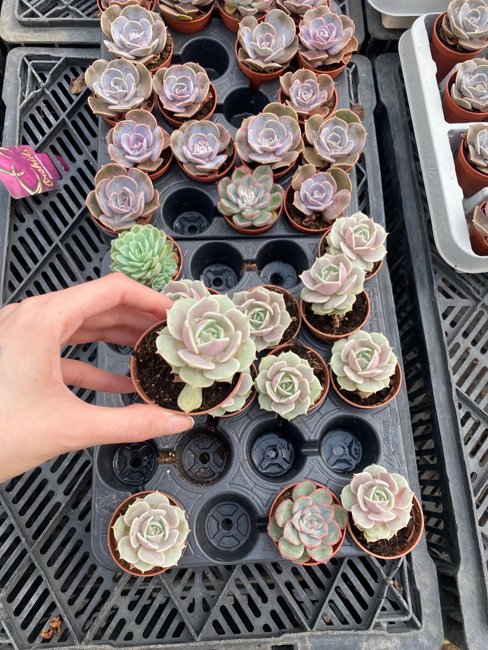 Echeveria Lola - Image 2