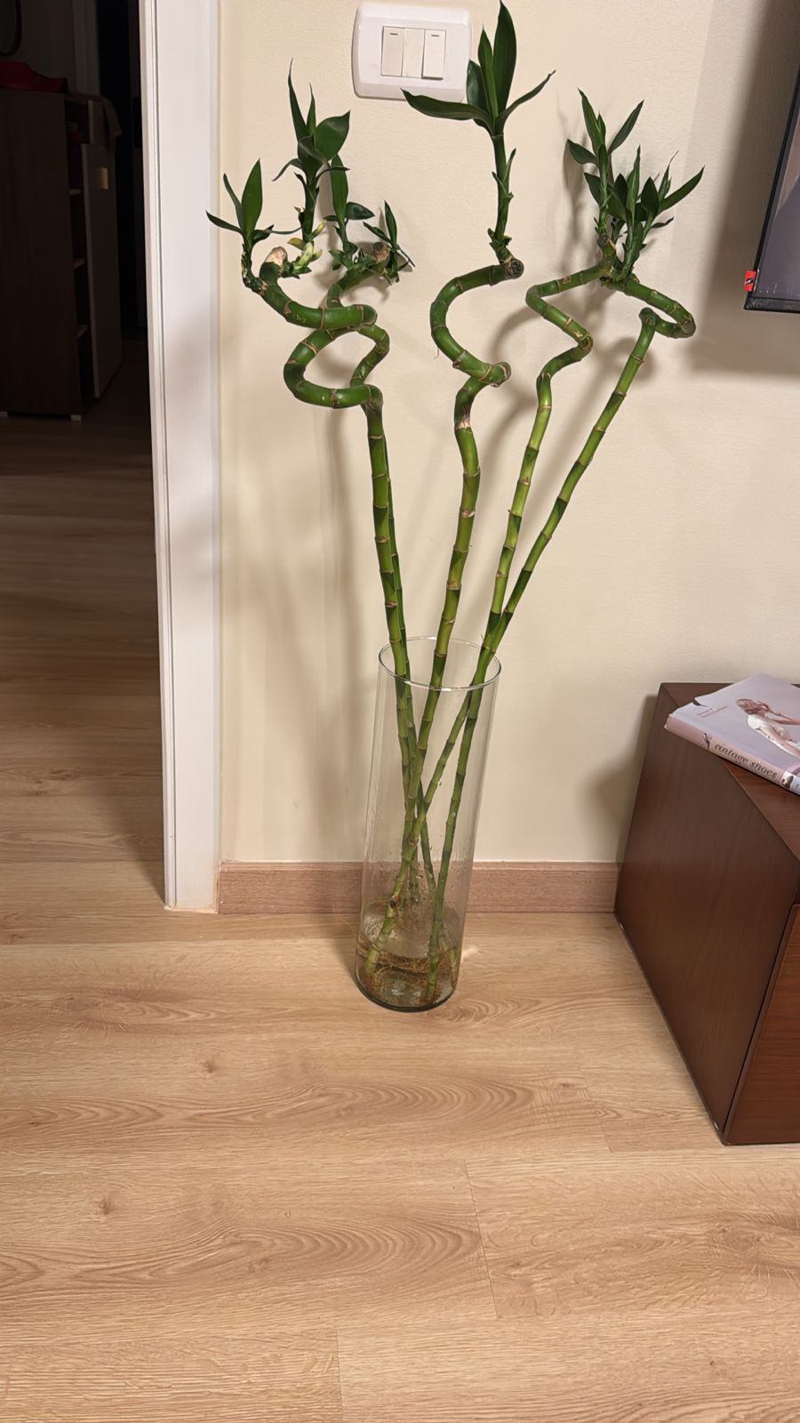 Chinese Bamboo - Image 8