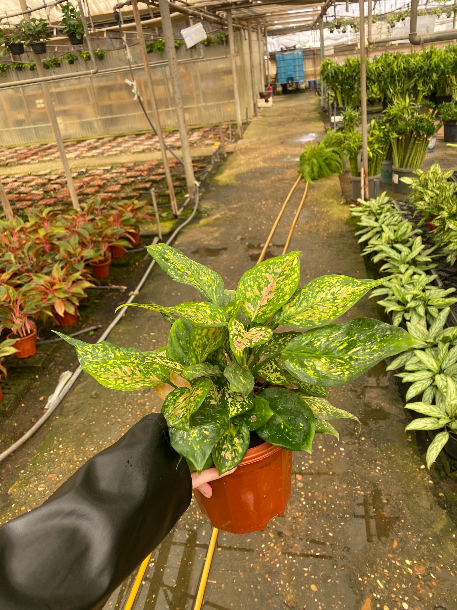 Chinese Evergreen - Image 2