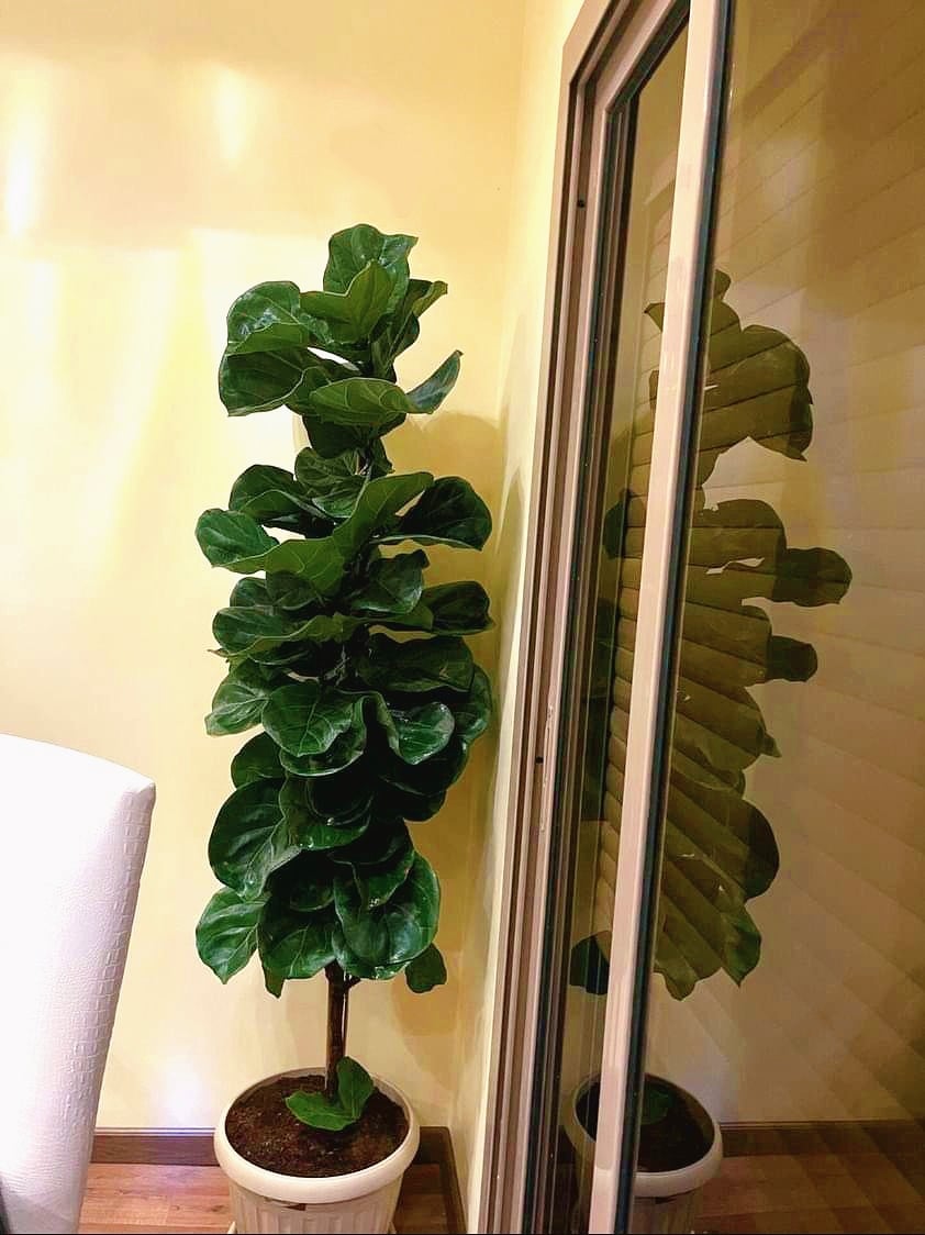 Fiddle Leaf Fig - Image 6