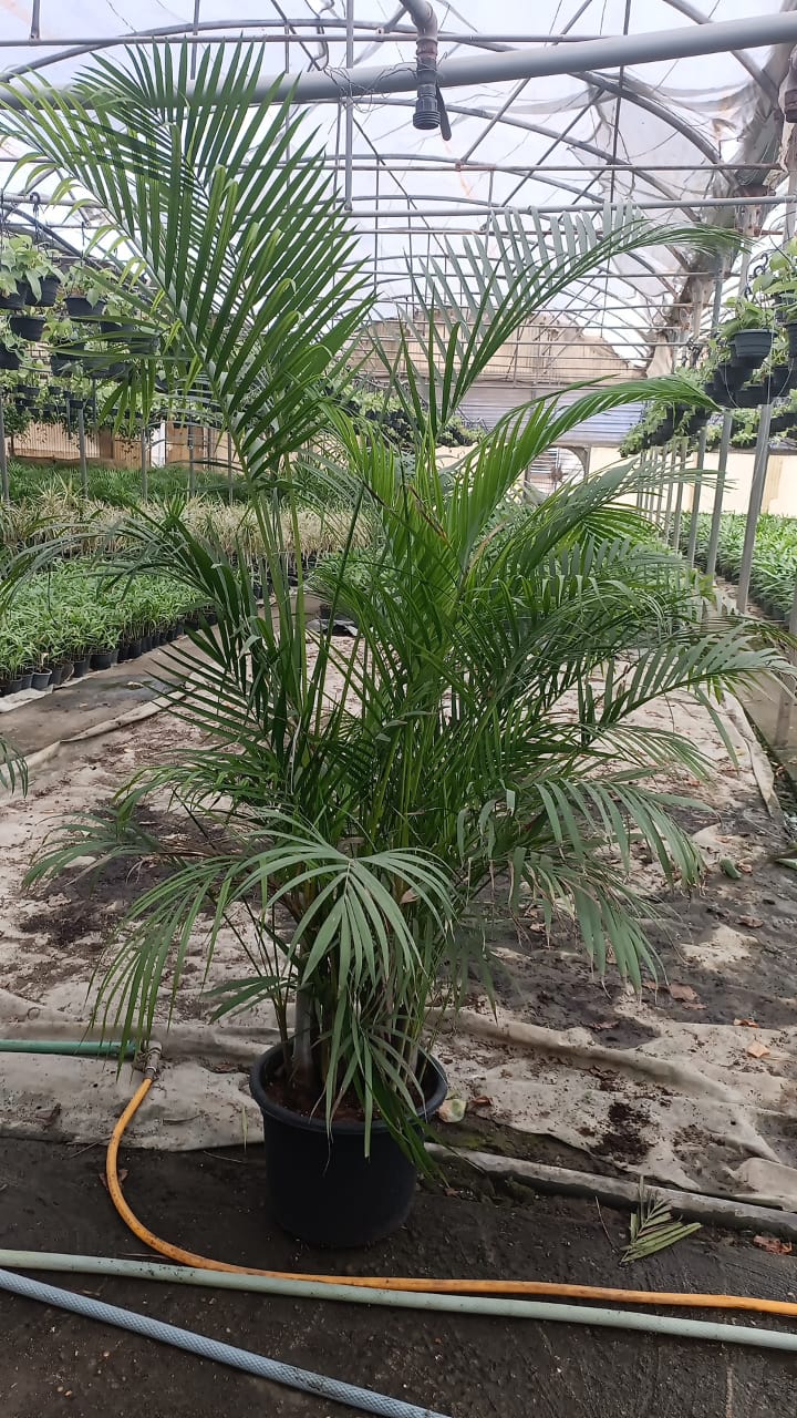 Yellow Areca Palm - Image 8