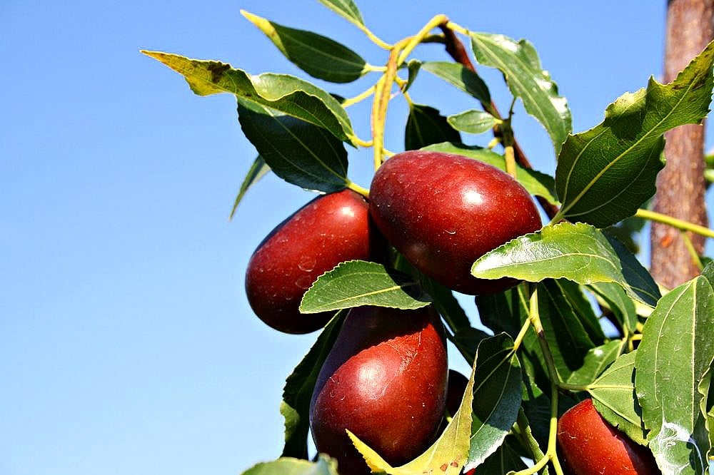 Jujube Tree - Image 1