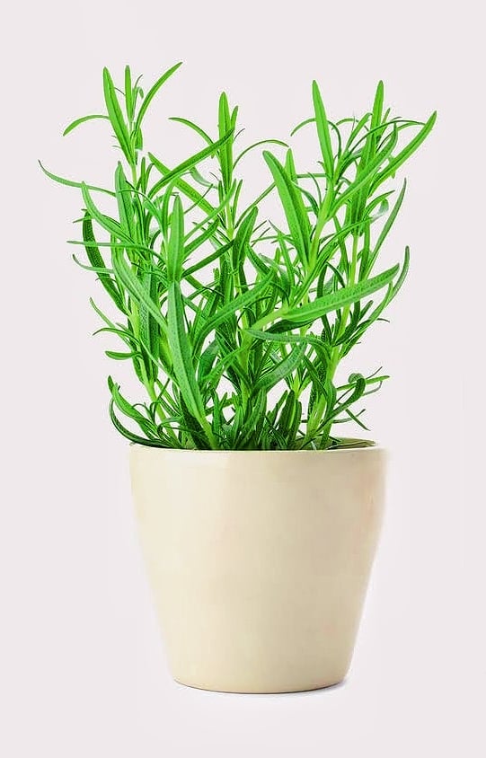 Rosemary  - Image 1