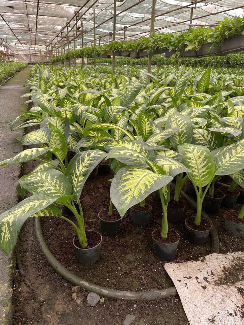 Dieffenbachia Tropic Snow - Image 3