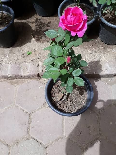 China rose - Image 5