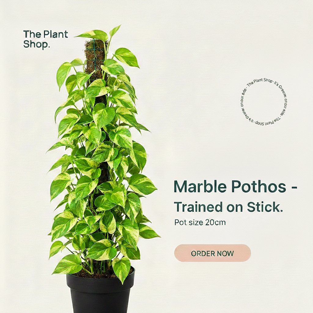   Golden Pothos Stick - Image 1