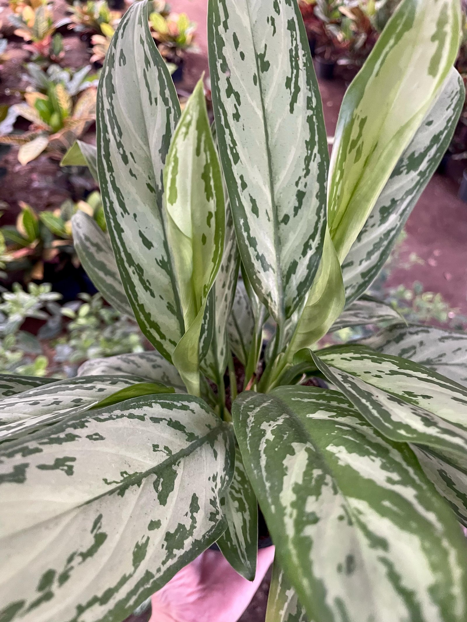 Aglaonema - Image 4