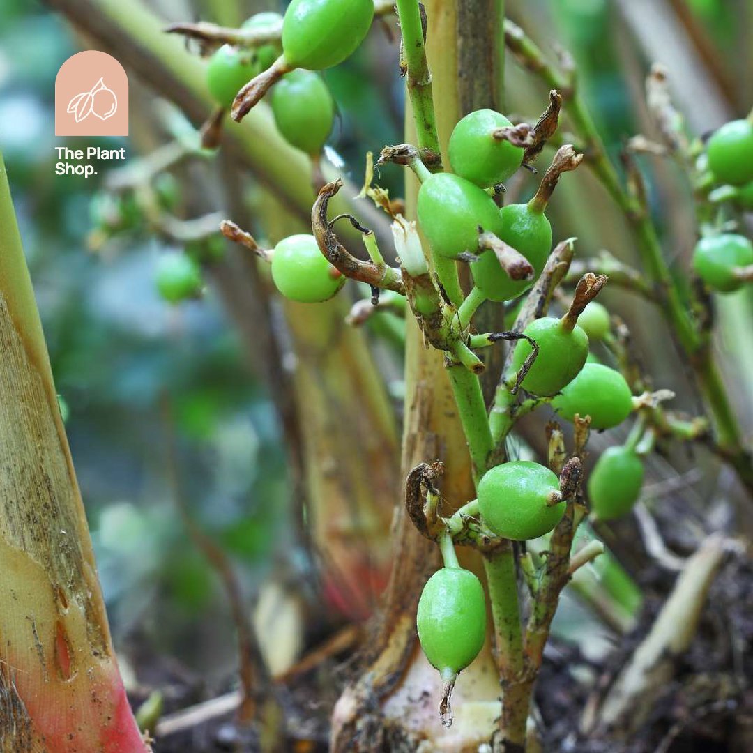 Cardamom Tree - Image 1