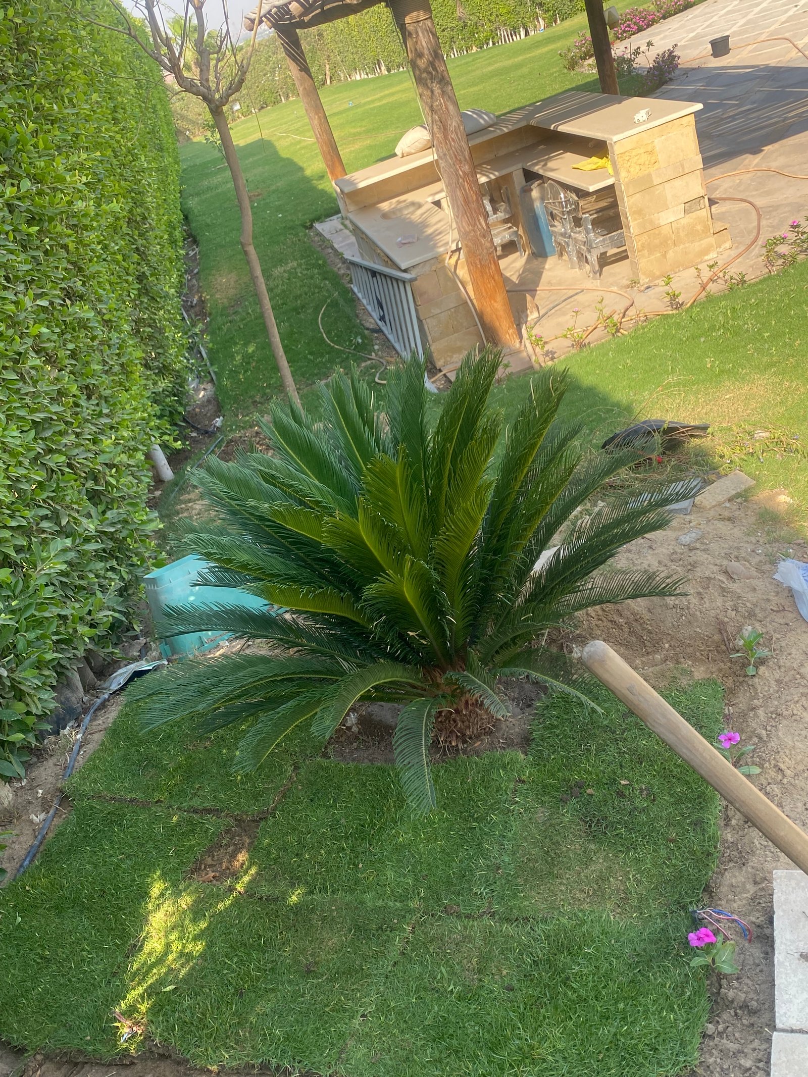 SAGO PALM (CYCAS) - Image 5