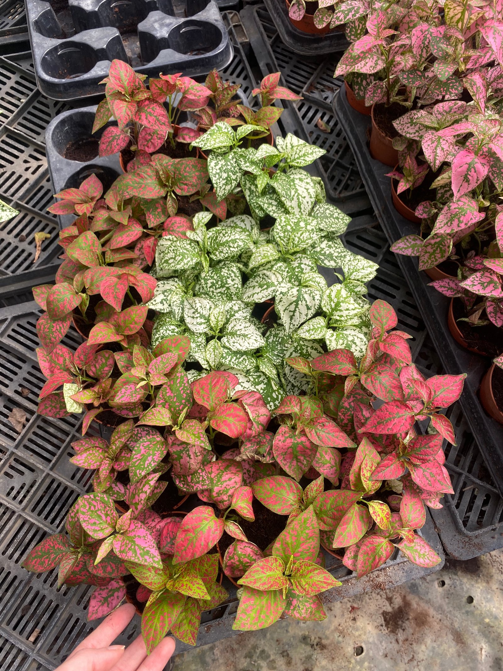 Nerve Plant - Image 2