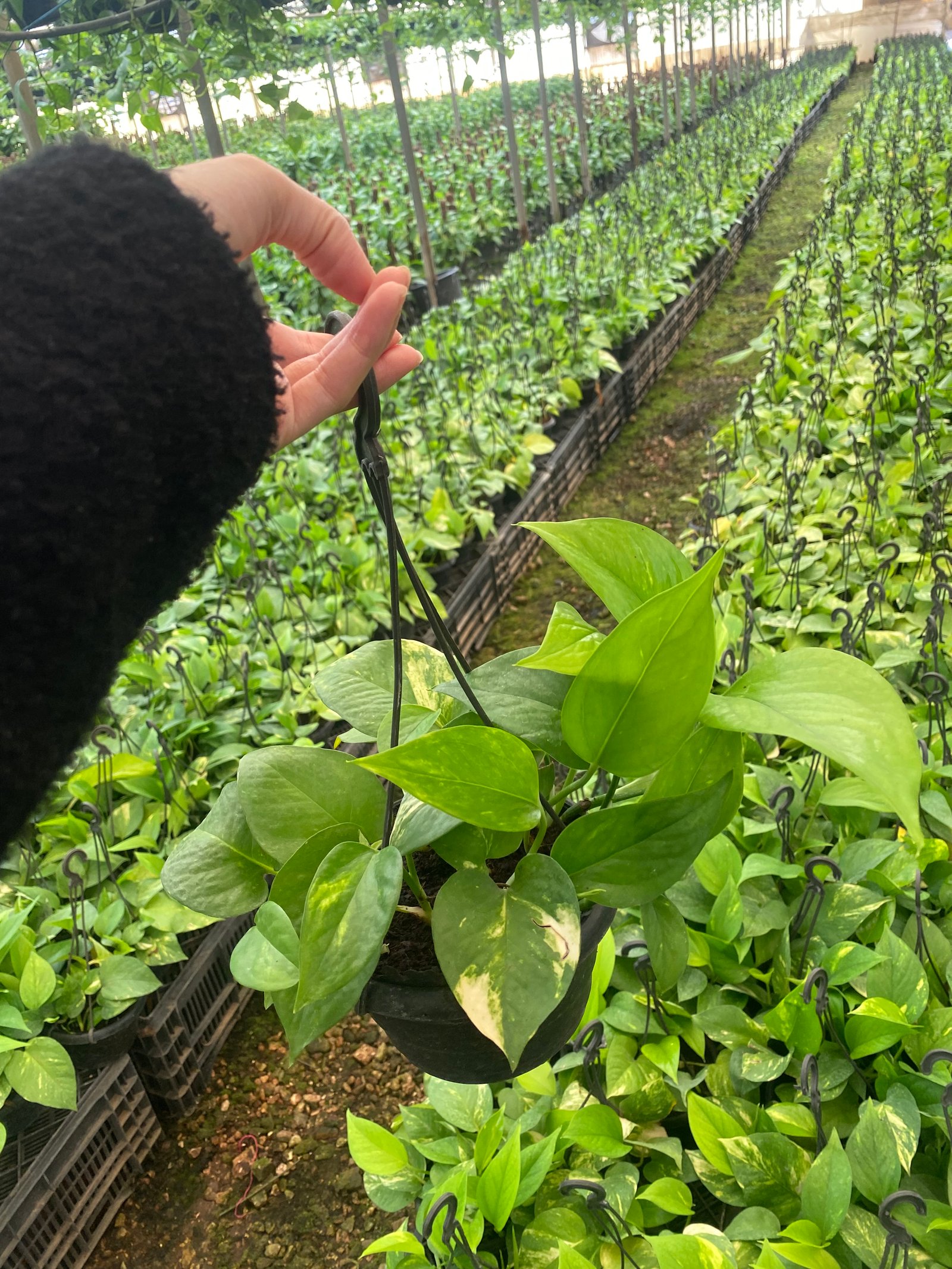 Hanging Golden Pothos - Image 3