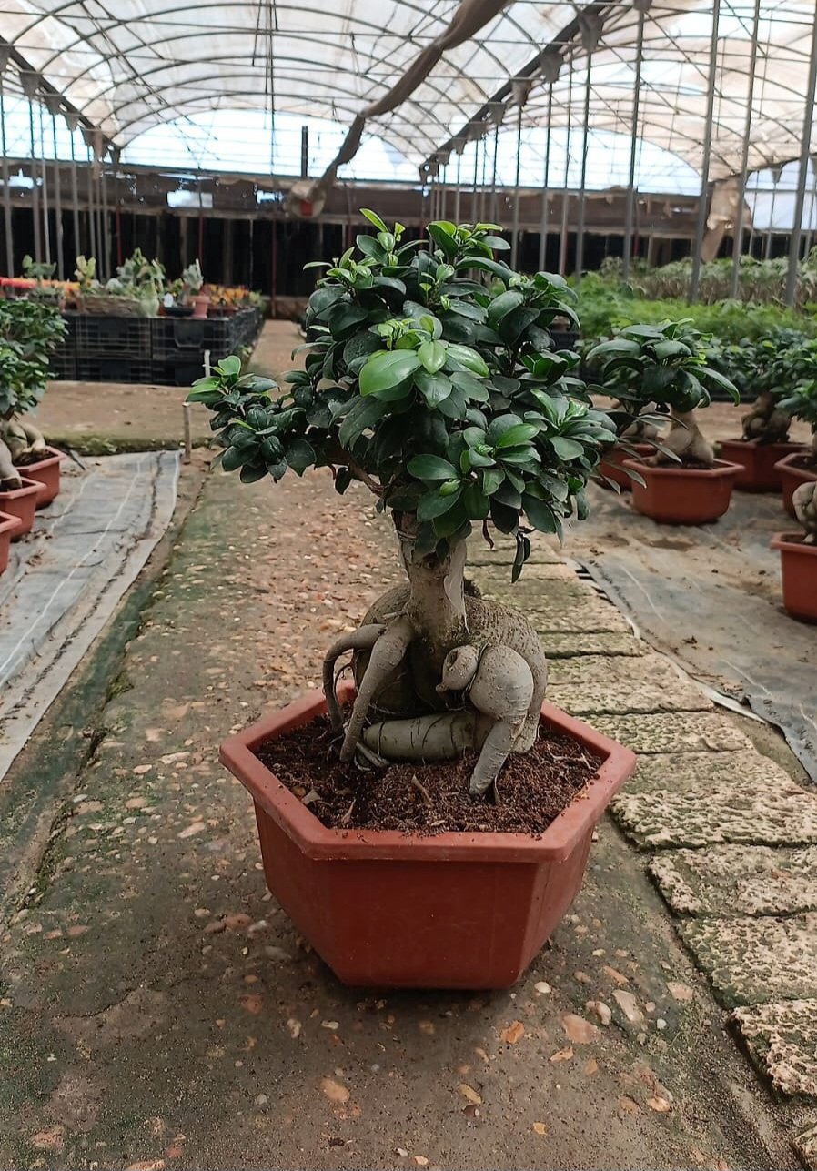 Ginseng Ficus Bonsai - Image 4