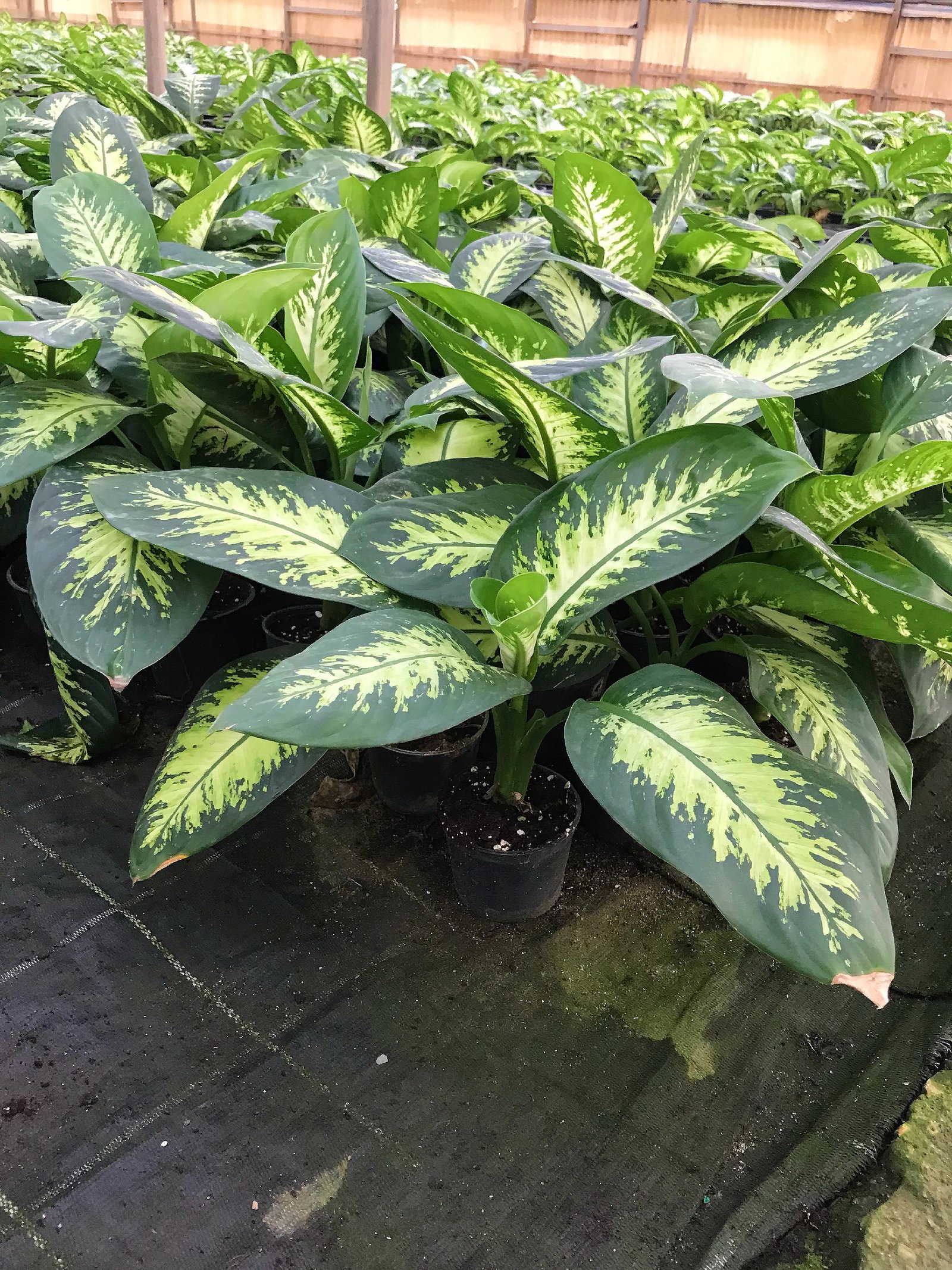 Dieffenbachia Tropic Snow - Image 5