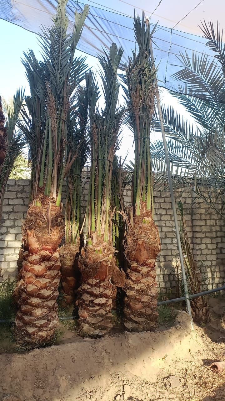 Barhi Date Palm - Image 3