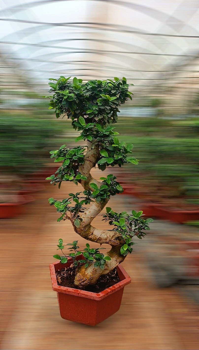 S Shape Bonsai Tree - Image 2