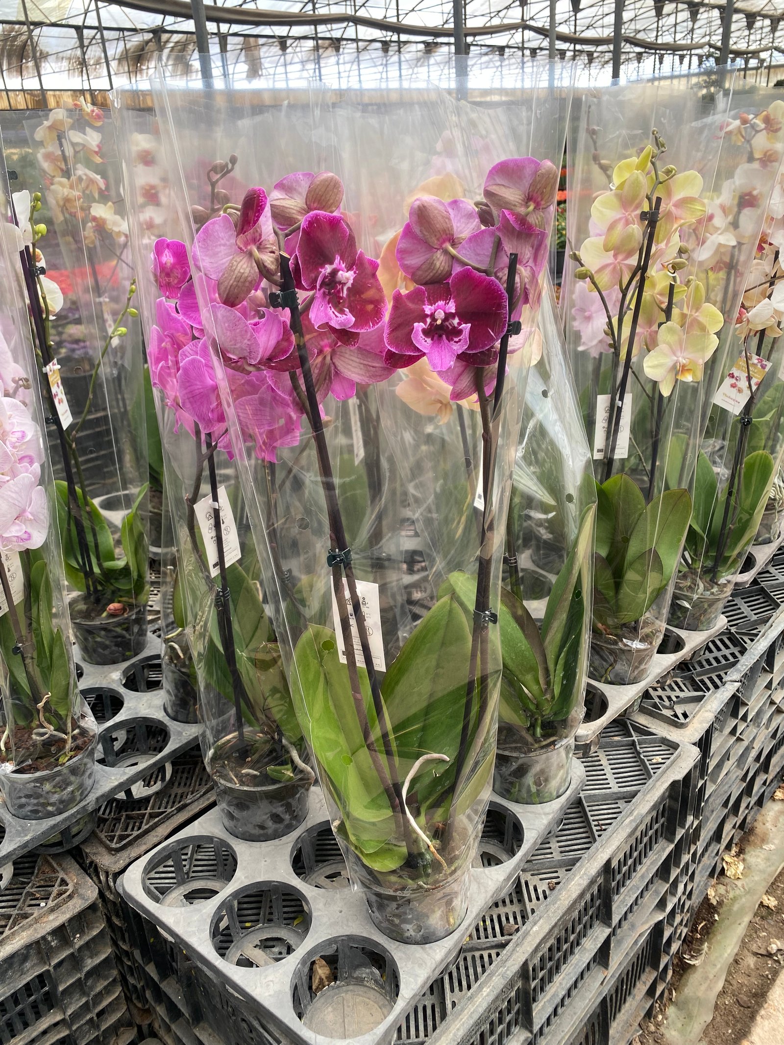 Royal Orchids - Image 17