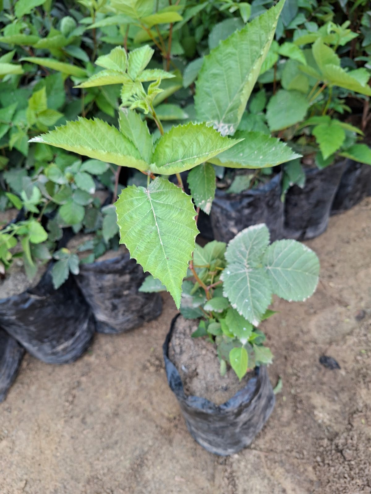 BlackBerry Tree - Image 6