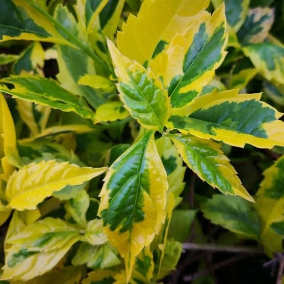 Duranta Gold - Image 4