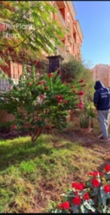 Bougainvillea Bonsai  - Image 3