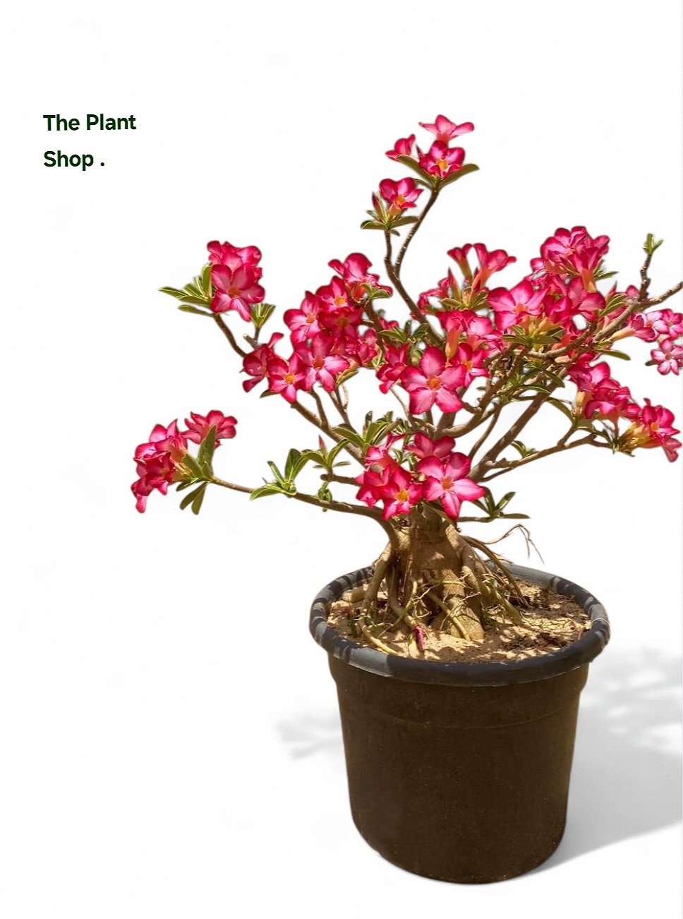 Flowery Bonsai - Image 3