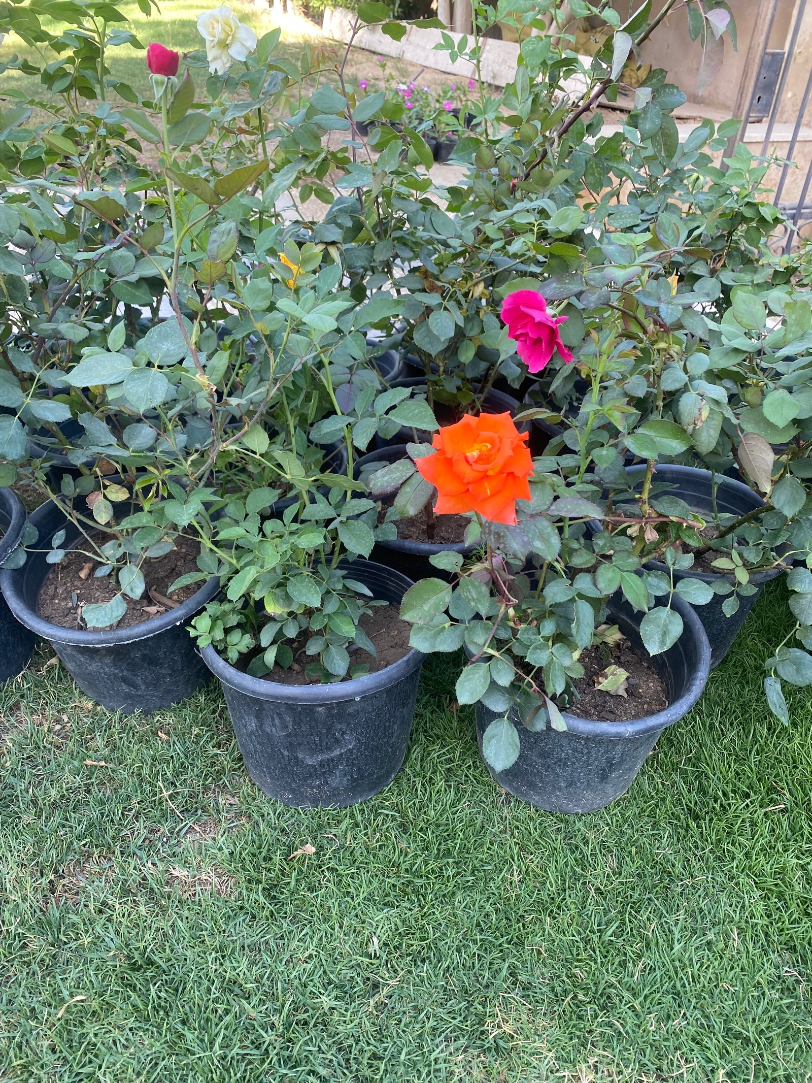 China rose - Image 10