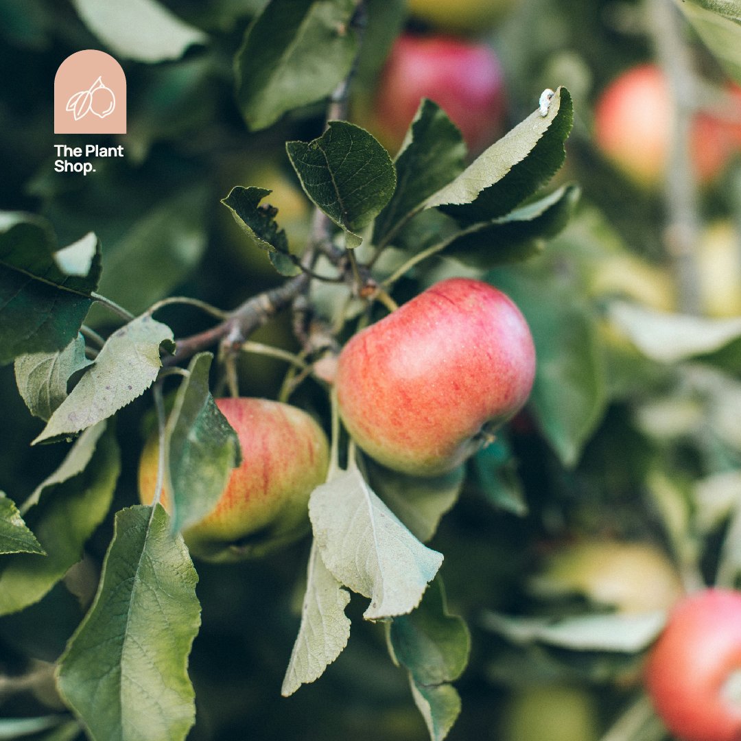 Apple Tree - Image 1