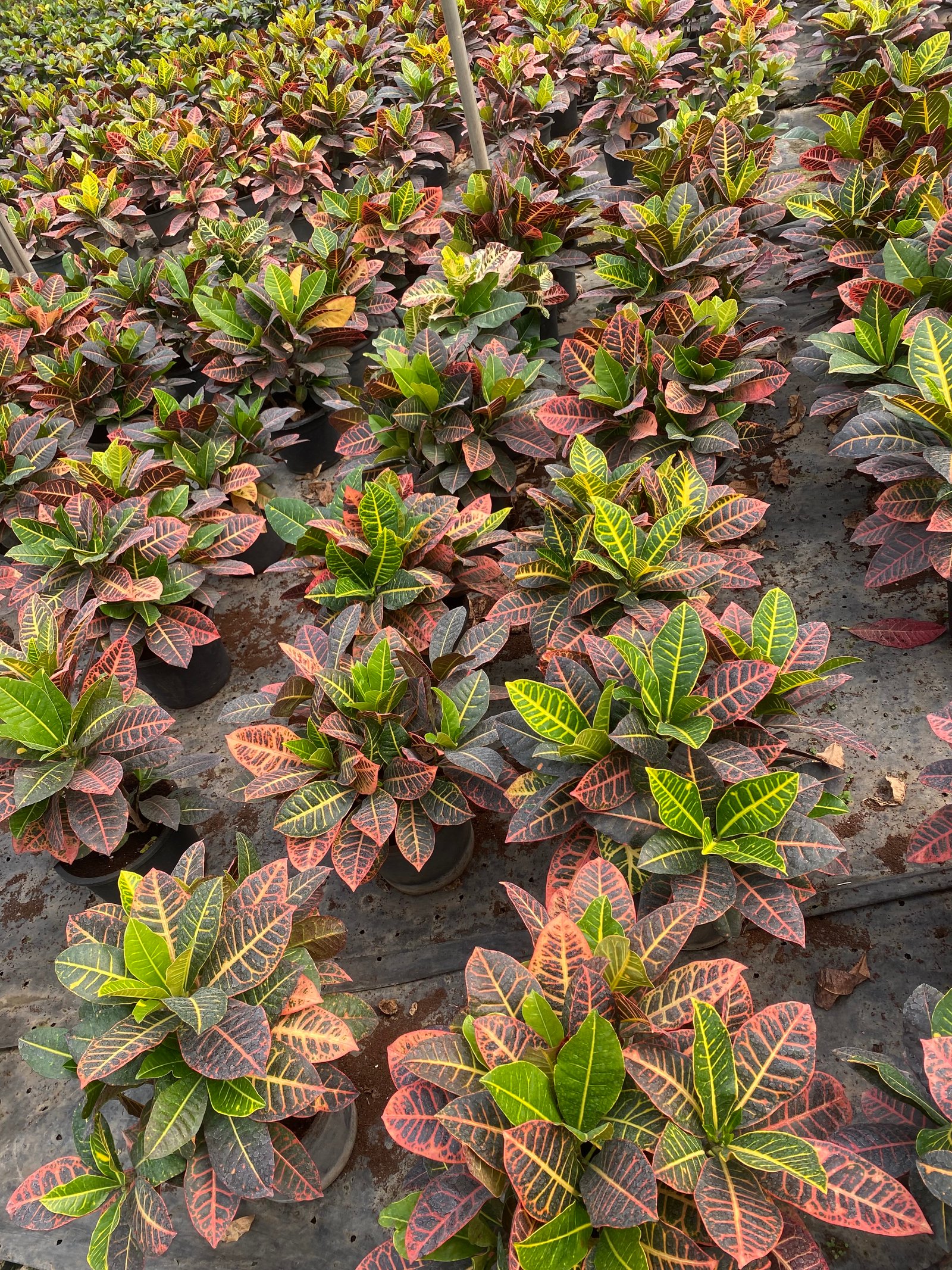 Crotons - Image 8