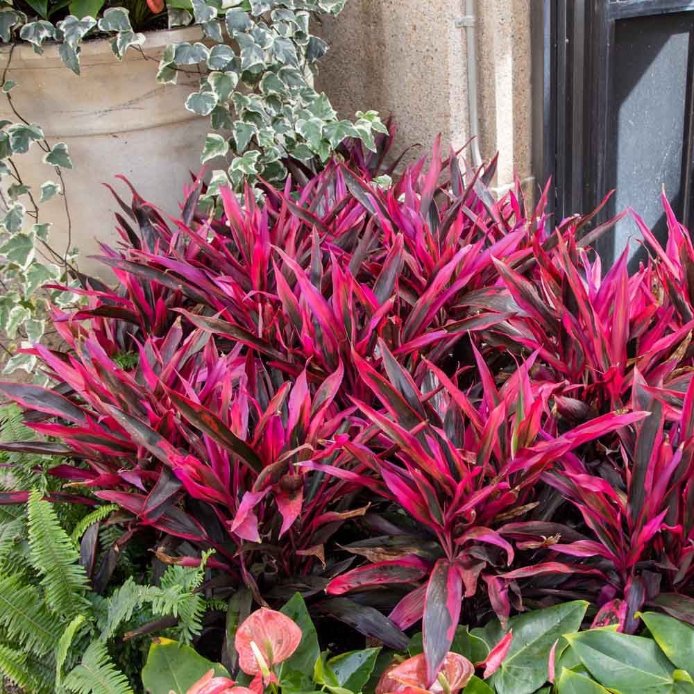Cordyline - Image 2