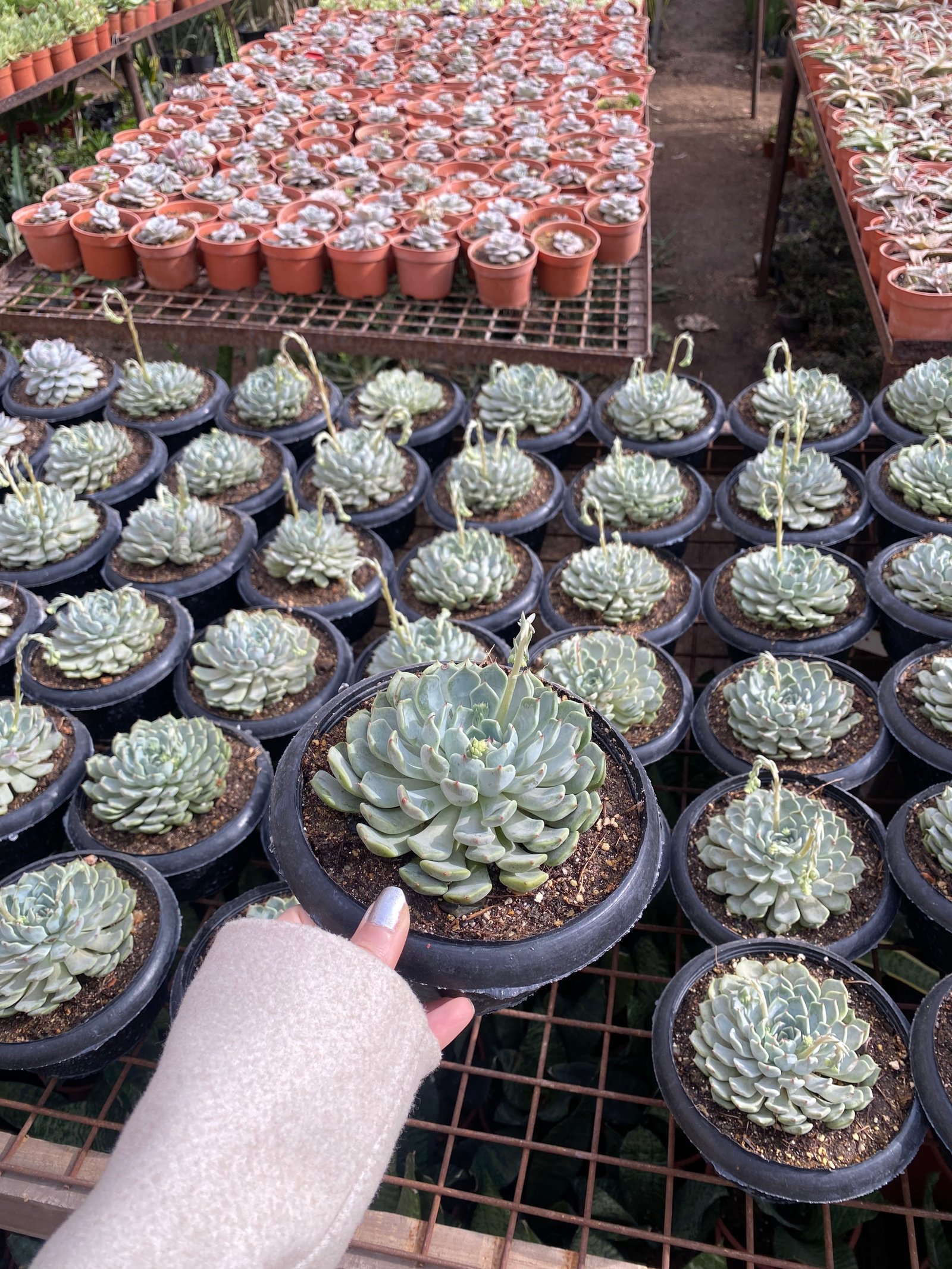 Jumbo Echeverias (5) - Image 2