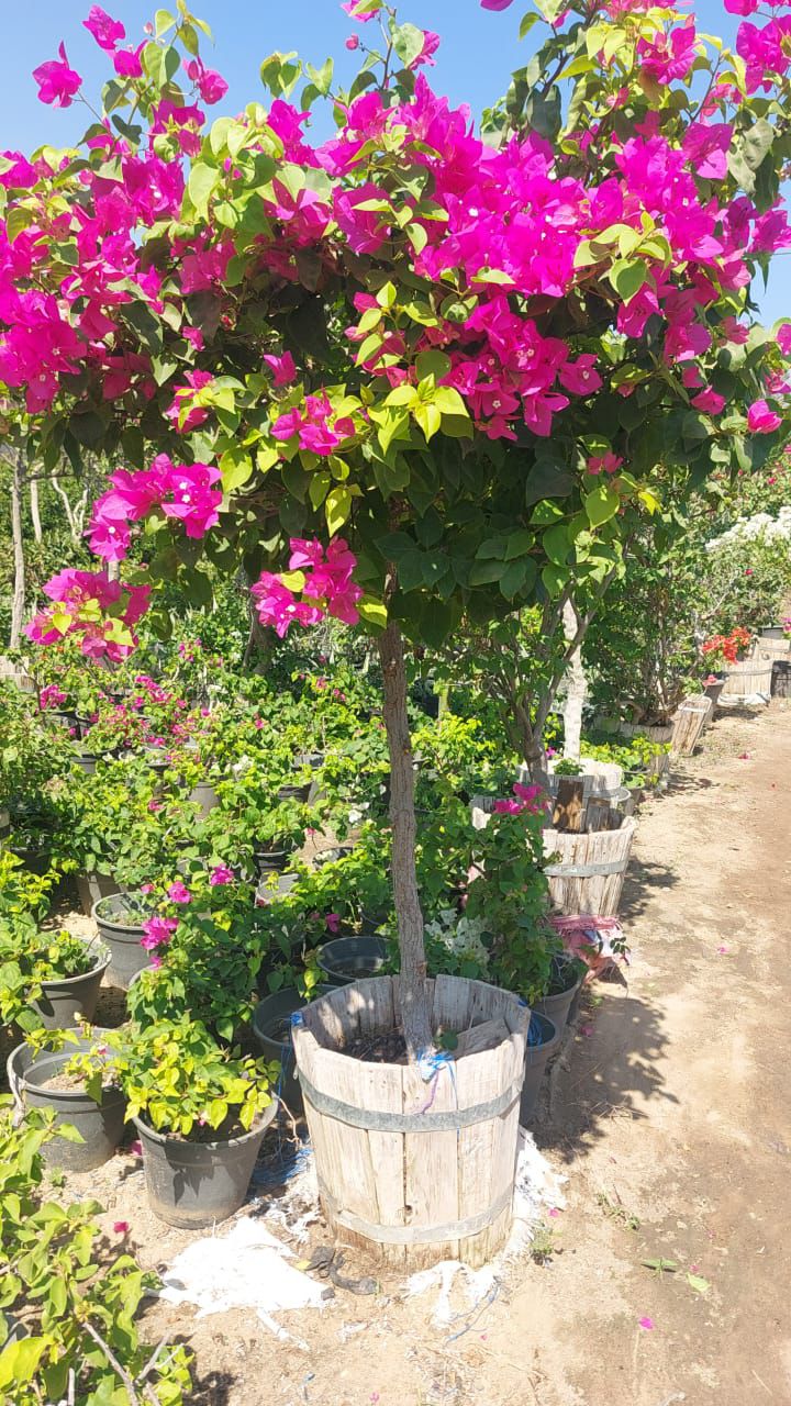 Bougainvillea  - Image 5