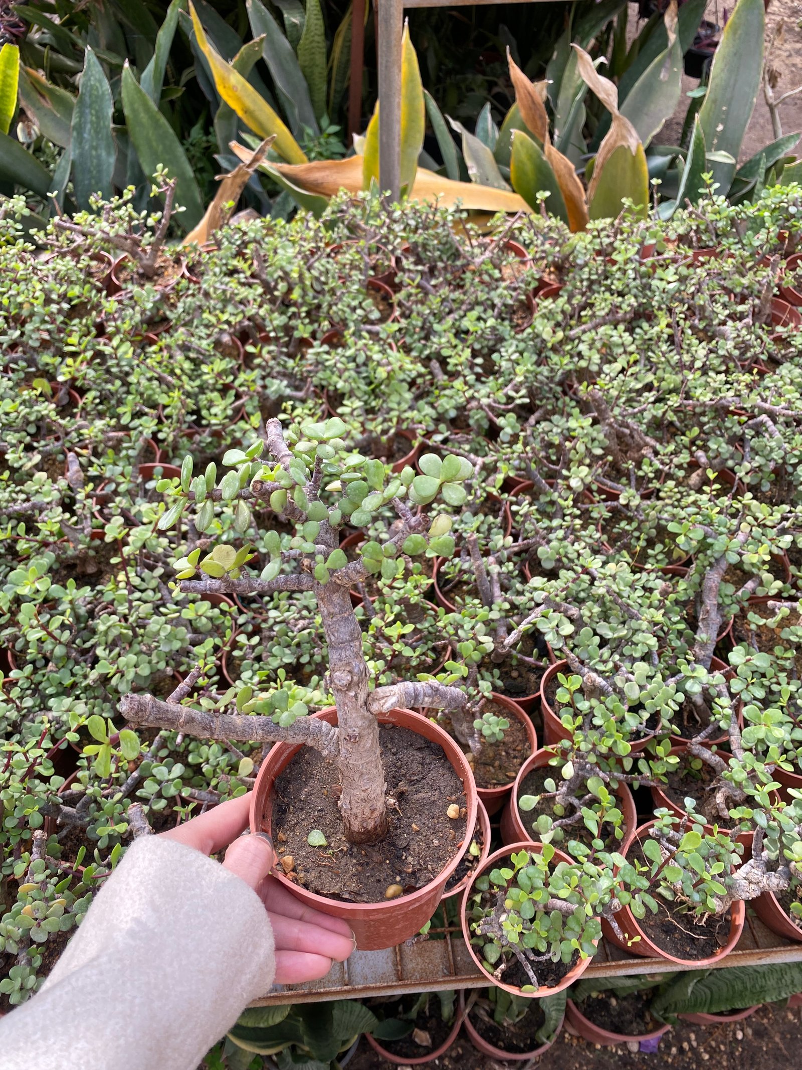 Jade - Image 2