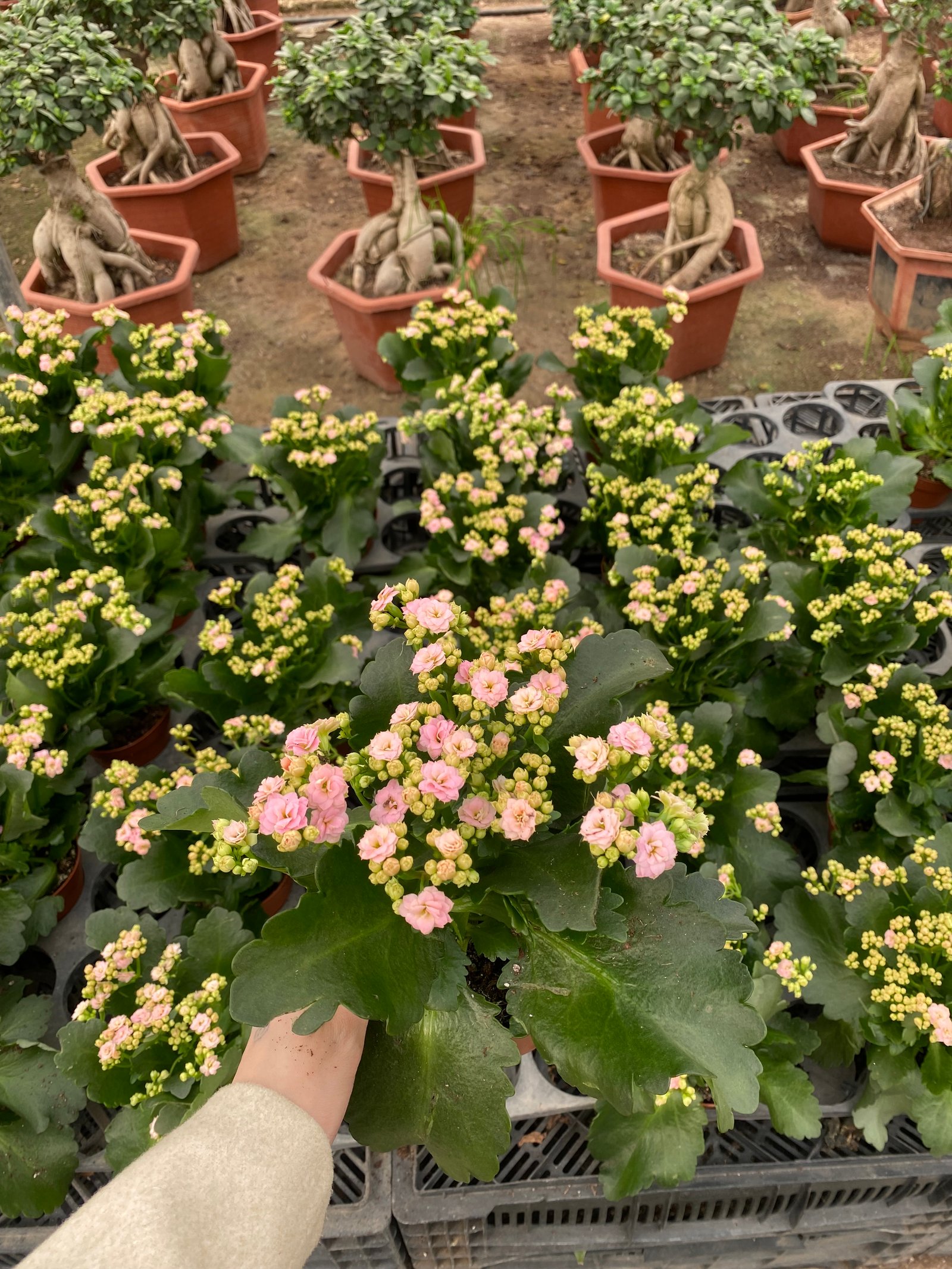 Florist Kalancheo - Image 13